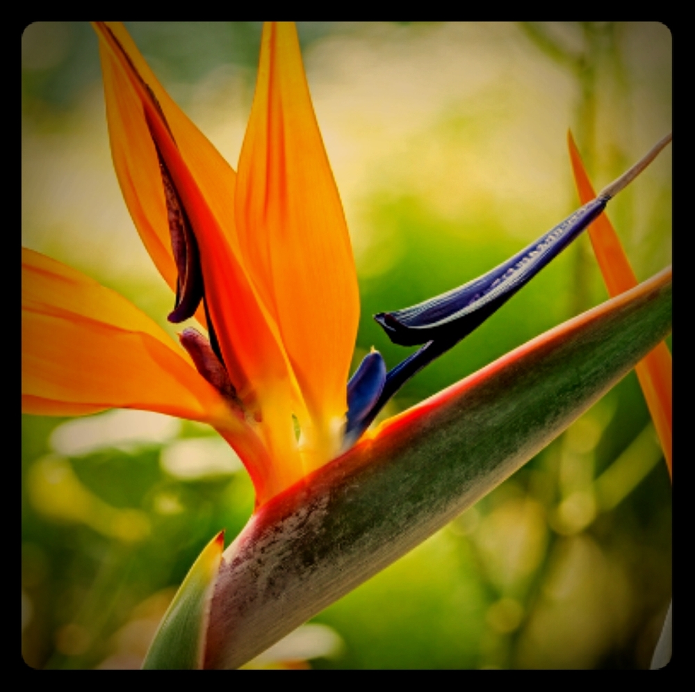 🌸 WELCOME! Profile & Policies 🌸